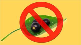 Death by Berries Cheap Vodka and Cutting an Onion Without Tears  Lifehacker [upl. by Aihsot602]