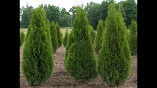 Туя4 Thuja4 Хвойные растения40 Conifers40 Декоративные растения [upl. by Schou]