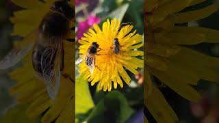 Hoverfly Eristalis tenax feeding on Dandelion 19092024 Northern Ireland [upl. by Lessirg]