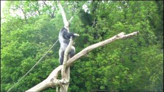 Ambam The Western Lowland Gorilla Climbing amp Standing Up Like a Man  2010Gorilla [upl. by Thom]