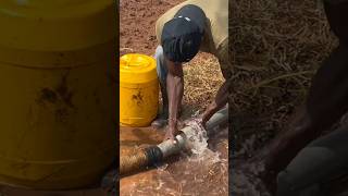 It’s not drip irrigation farming trending trend holidayswithshorts youtubemadeforyou shorts [upl. by Gnourt653]