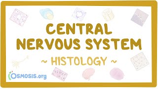 Central nervous system Histology [upl. by Acinna594]