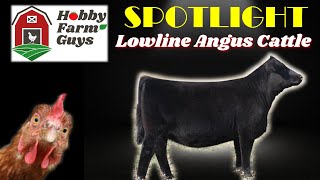 HFG Farm Animal Spotlight Lowline Angus Cattle [upl. by Aisatana]