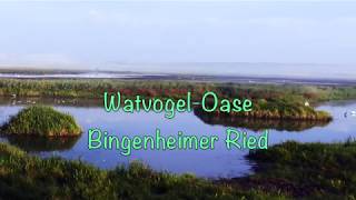 WatvogelOase Bingenheimer Ried [upl. by Retsbew14]