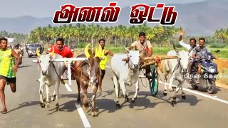 அனல் ஓட்டு jallikattu manjuvirattu rekalarace🔥 ksp hks skr svspk kgf [upl. by Sergo]