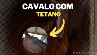 Tétano em cavalos  Sintomas e diagnóstico  Por Dr André Simon [upl. by Ecarret604]