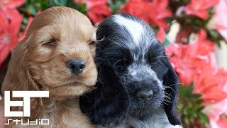 English Cocker Spaniel  Puppies [upl. by Gwennie]