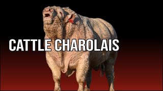 🔴 CHAROLAIS Catlle Advantages  Biggest Bulls And Cows [upl. by Giustino126]