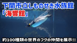 【一人旅山口編】下関市立しものせき水族館「海響館」202209混雑アクセス駐車場ペンギンフグ The Shimonoseki City Aquarium Kaikyokan [upl. by Adnuhsal]