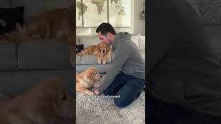 Prevent your dog from resource guarding goldenretriever tutorial dogtraining [upl. by Aneehsak]