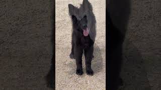 45 days Vs 1 year Black german shepherd transformation dog shots pets feedviewsgermanshepherd [upl. by Ynomrah618]