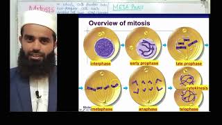 Mitosis class 9 biology  chapter No 5  cell cycle  cell division by Hadi biology 24 [upl. by Eellehs]