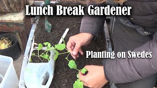 How to grow Swedes  Planting on Swedes  Swedes Part 2  Lunch Break VLOG 13 [upl. by Floria]