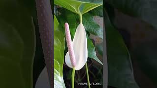 Anthurium white [upl. by Elboa]