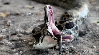 Python vs Python 02  Python eats Python  Time Lapse [upl. by Chandra388]