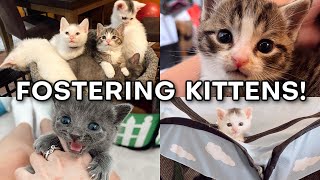 Fostering a Litter of Kittens [upl. by Dorcy]