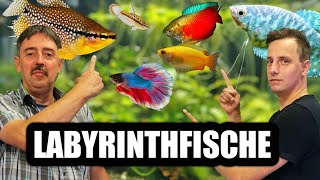 Labyrinthfische  Fadenfische für das Aquarium  Fischvorstellung [upl. by Yngiram868]