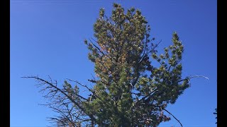 White pine blister rust and whitebark pine in Washington [upl. by Ikim]