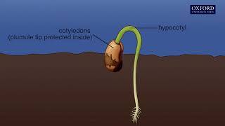 Animation 141 Seed germination [upl. by Sibilla]