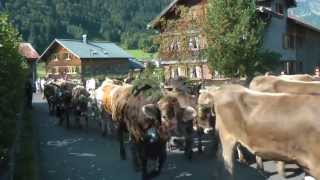 Almabtrieb in Au Bregenzer Wald [upl. by Jurgen35]