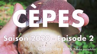 Cèpes  Boletus pinophilus  Saison 2020 • ep 02 [upl. by Jo-Ann]