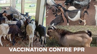 Vaccination des Moutons contre la PPR  Techniques dInjection SC IM IV [upl. by Tenrag692]