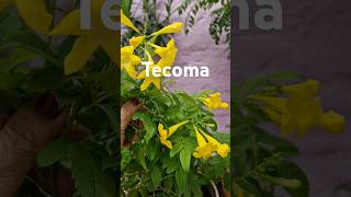 tecoma plant care mygardenlove4009 uploads youtubeshorts gardening garden yellowflowers [upl. by Seamus609]