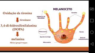 Como o melanócito se transforma em melanina [upl. by Murdocca]