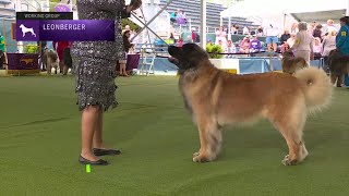 Leonbergers  Breed Judging 2023 [upl. by Euqinobe]