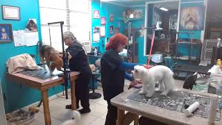 Watch daily as our dog groomers wash snip amp style your fur babies Barbaras Small Breed Pet Salon [upl. by Snowman]