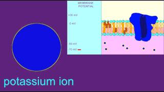 NEURON HYPERPOLARIZATION [upl. by Nosauq108]