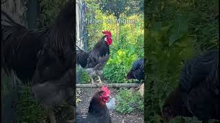 🐓 Michel vs Miguel  battle of Silverudds Blå and Serama chickens rooster hühner farmanimals [upl. by Griselda]