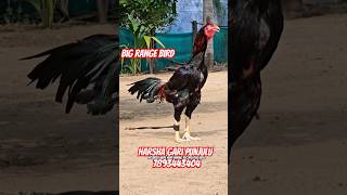 Harsha gari punjulu top quality breed available pandem rooster topquality harshafarms [upl. by Nrol]