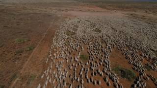 8000 Merino Ewes in one place [upl. by Barbara-Anne759]