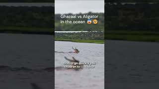 The Ultimate Showdown Ghazaal vs Alligator in the Ocean wildlife viralshorts [upl. by Mord]