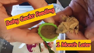 Crested Gecko Baby Reptile Feeding   too cute to puke [upl. by Assirhc]