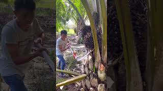 Harvest palm oil using a very sharp knife [upl. by Elyrpa]