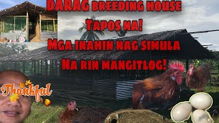 COMPLETED LOW COST SETUP OF DARAG BREEDING COOP HENS STARTS DROPPING EGGS  Episode 7 drayners [upl. by Valdis319]