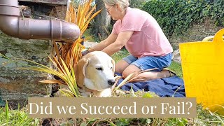 Planting crocosmia amp veggie update making flapjack trip to Bude gardening plants vlog [upl. by Ciri]