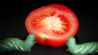 Tobacco Hornworms Eat a Ripe Tomato at The Caterpillar lab [upl. by Ettezil]