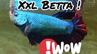 XXL GIANT BETTA Living with CiCHLIDS [upl. by Desberg92]