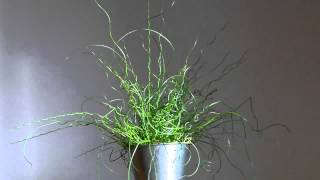 Juncus spiralis [upl. by Leuneb9]