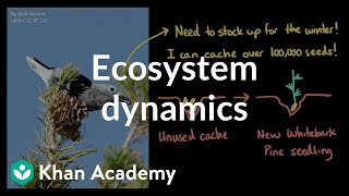 Ecosystem dynamics Clark’s nutcrackers and the white bark pine  Khan Academy [upl. by Genny]