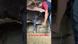 Quick and easy system of intravenous infusion of calcium borogluconate in jugular vein in a cow [upl. by Ester]