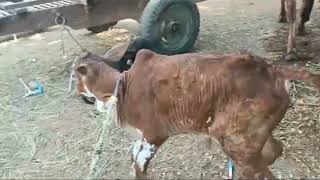 जन्म से मुडे दो पैरो का बछड़े में सफल ऑपरेशन l Bilateral fetlock knuckling in cow calf lDrMandloi [upl. by Olmstead]