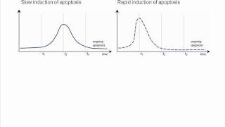 Measurement of Apoptosis at One Time Point [upl. by Hannala]