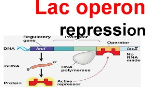 Lac operon repression  lac repressor [upl. by Nylatsirhc]