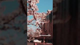 Are you sad are notsudari sudari so song lyrics download in WhatsApp status from themoonlight [upl. by Stanwin]