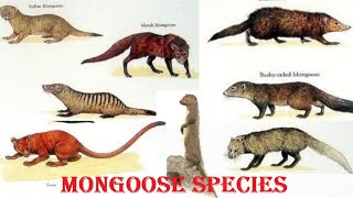 Mongoose Species  All Mongoose Species Of The World [upl. by Marice]