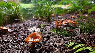 Mushrooms and Leaves  A Witchy Folk Playlist for Autumn [upl. by Amihsat]